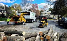 Best Tree Risk Assessment  in Little Ferry, NJ